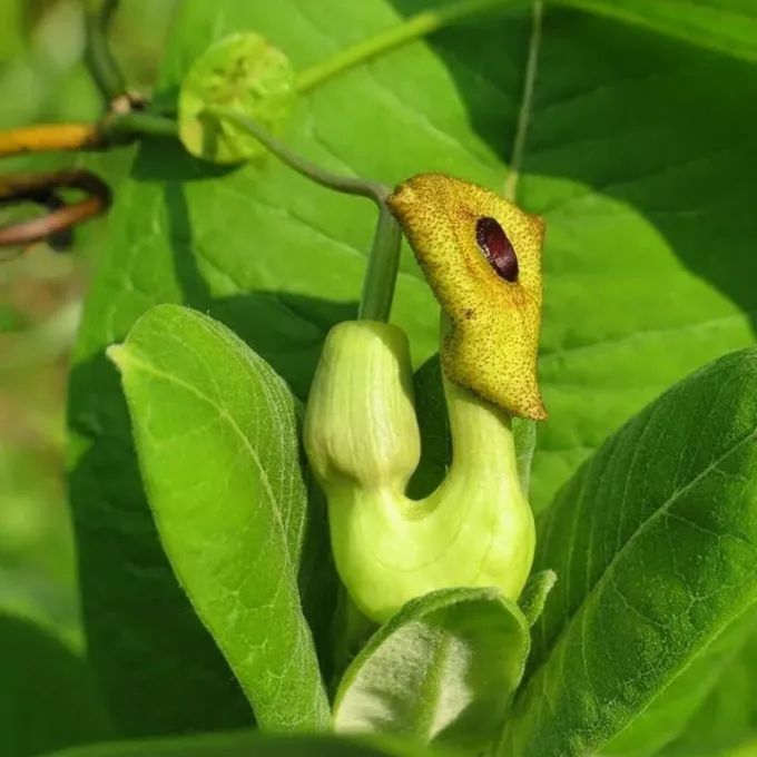 Dutchman's pipe
