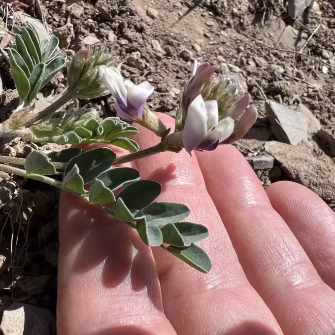 Cumin sage