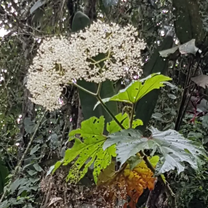 Wax begonia