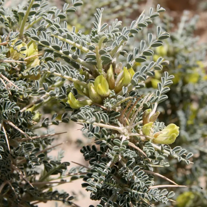 Astragalus trigonus