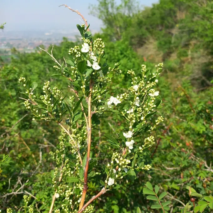 Курчавка Мушкетова
