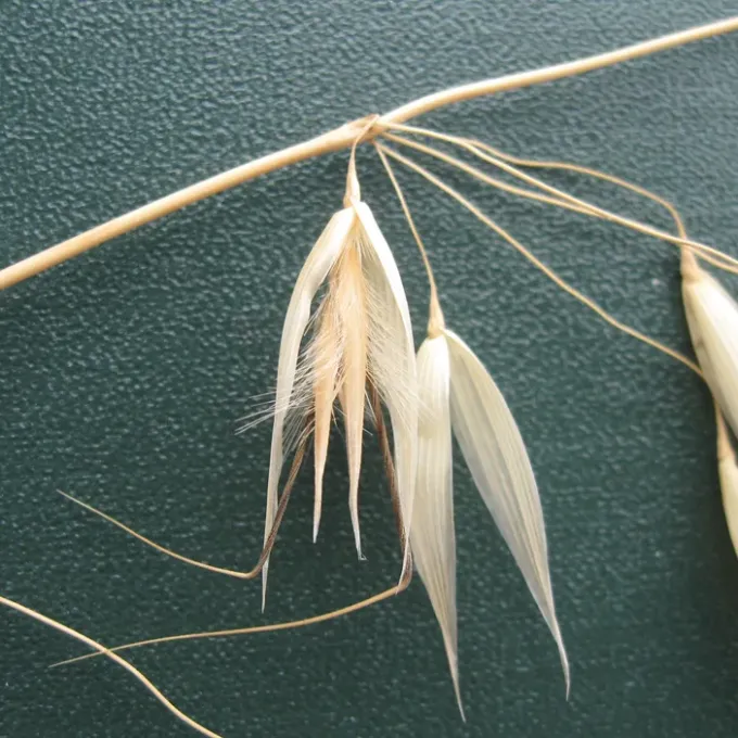 Bristle-leaved oat