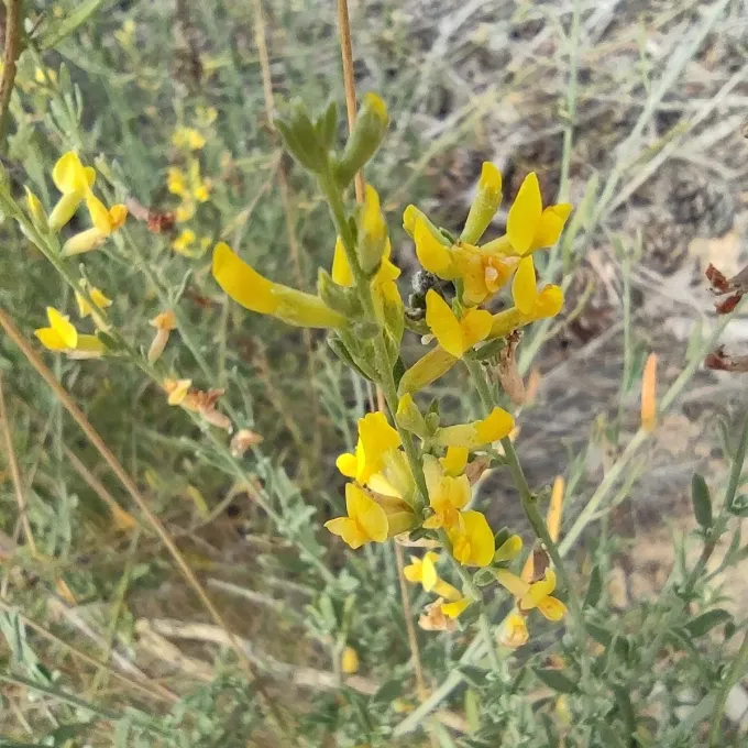 Anthyllis terniflora