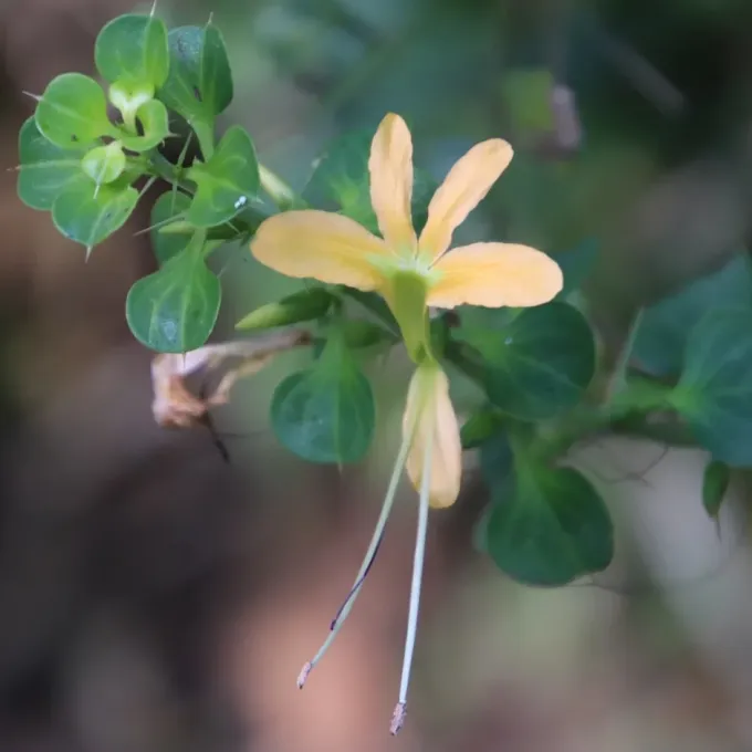 Barleria rotundifolia