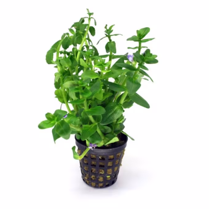 Bacopa crenata