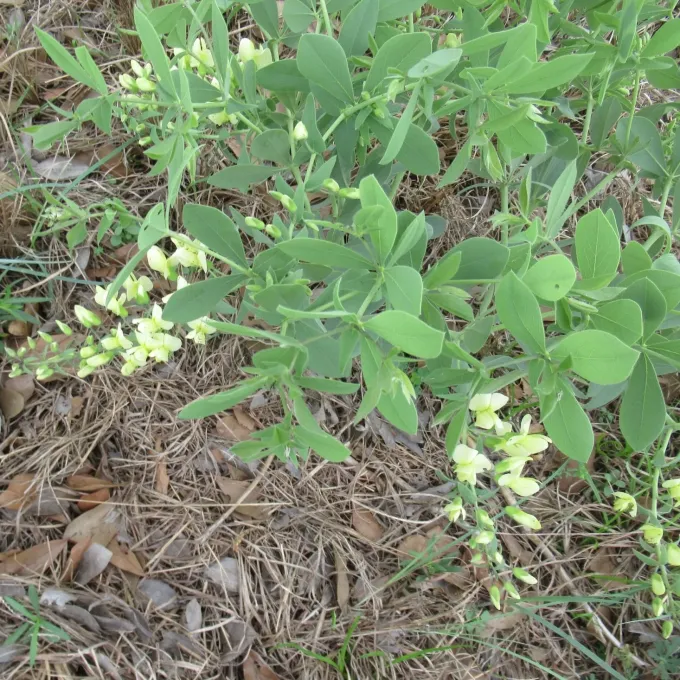 Baptisia leucophaea