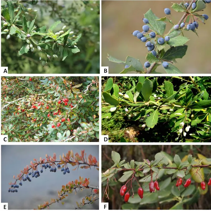Berberis bretschneideri
