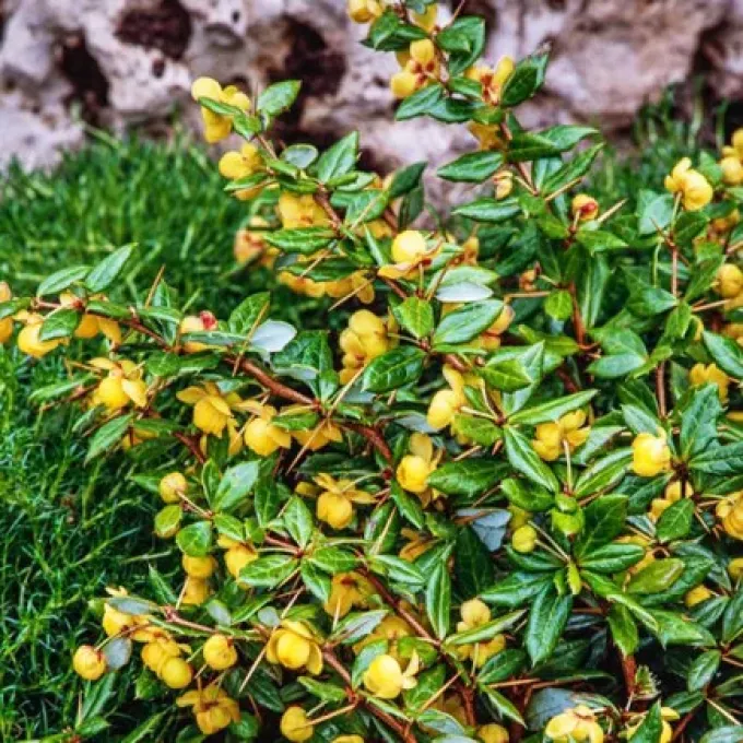 Frikart's Barberry