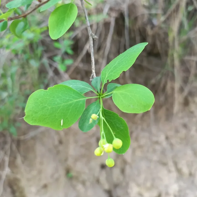 Berberis heteropoda