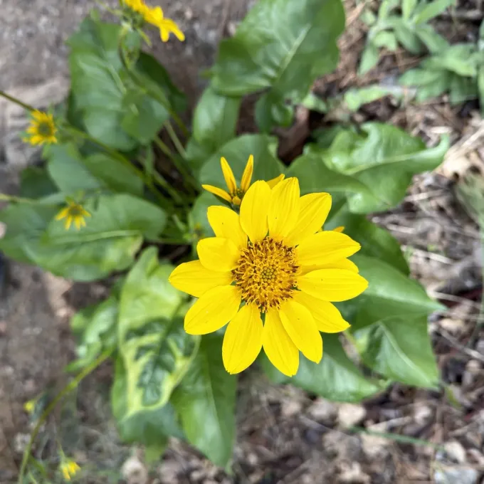 Balsamorhiza deltoidea