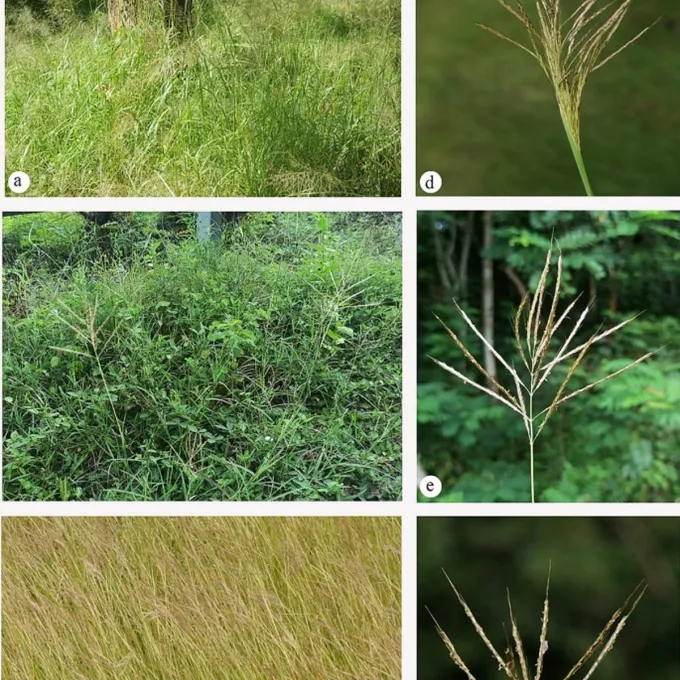 Bothriochloa woodrovii