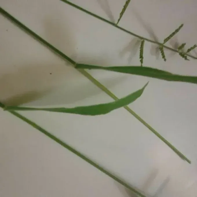 Brachiaria eruciformis