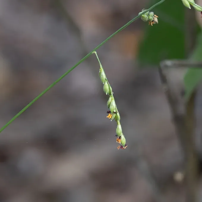 Brachiaria pubigera