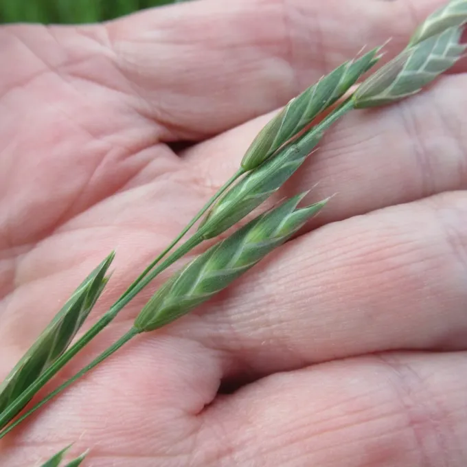 Short brome