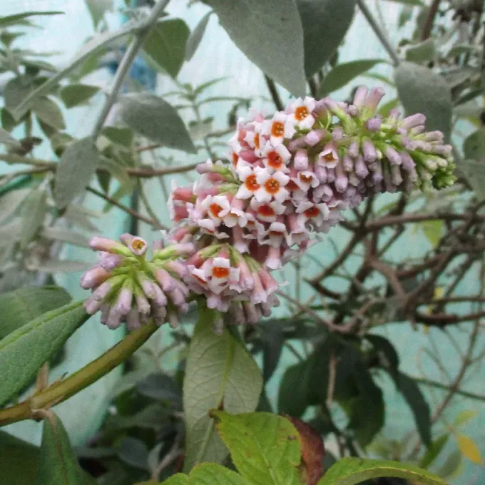 Buddleja hotblackiana