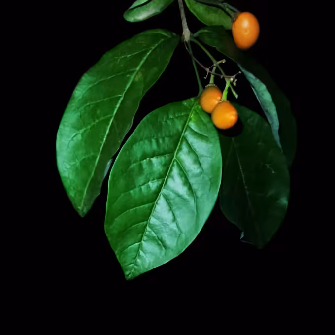 Bunchosia nitida