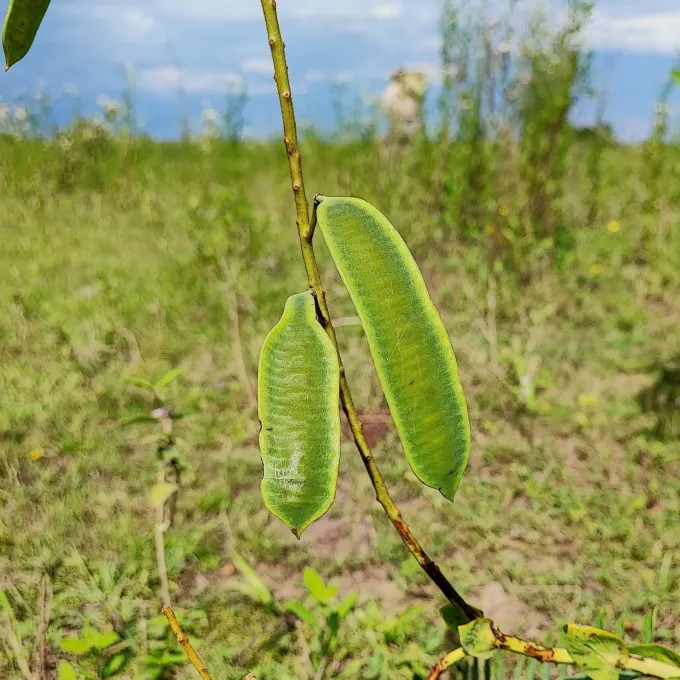 Spiny Cassia