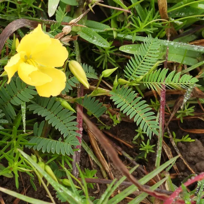 Chamaecrista capensis