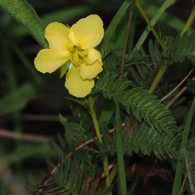 Chamaecrista comosa