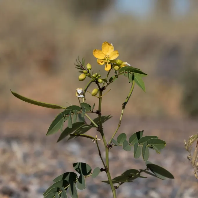 Cassia planitiicola