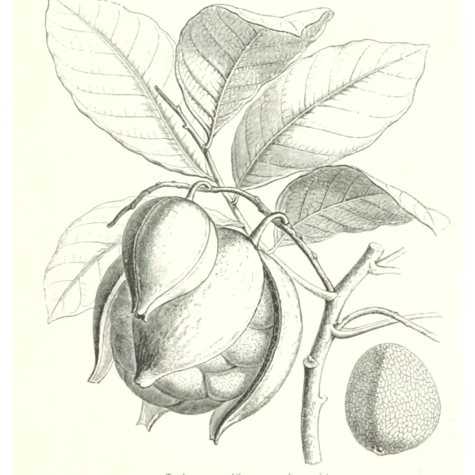 Carapa procera