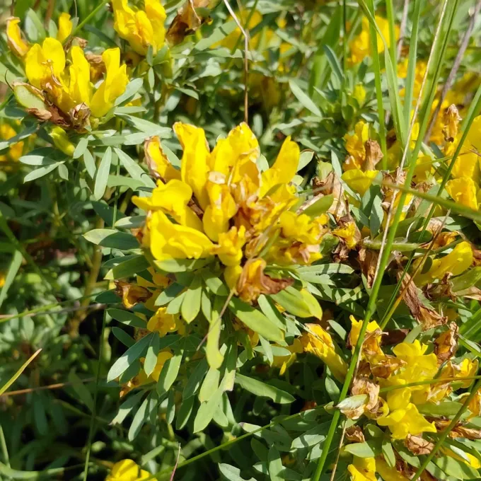 Austrian broom