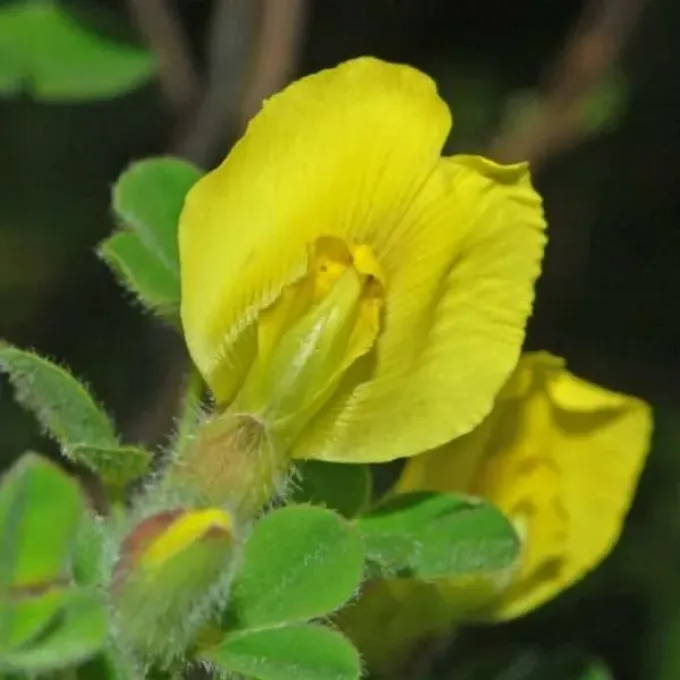 Hairy broom