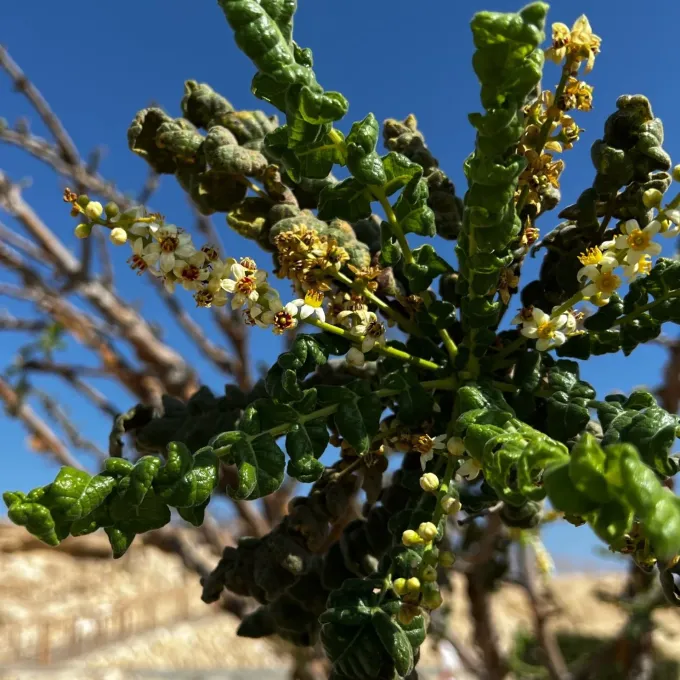 Frankincense tree