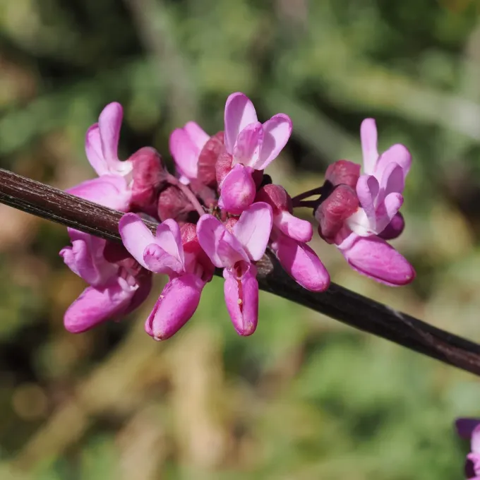Western redbud