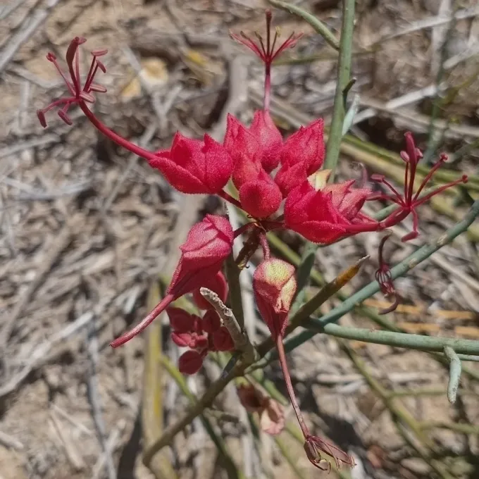 Cadaba aphylla
