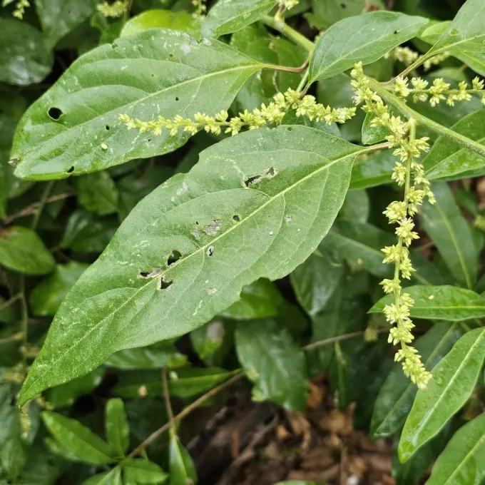 Chamissoa altissima