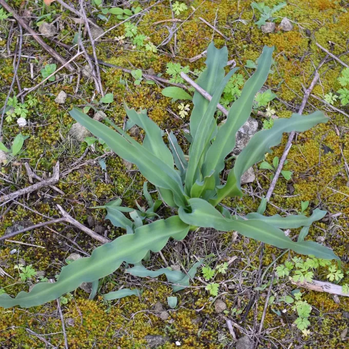 Chlorogalum pomeridianum