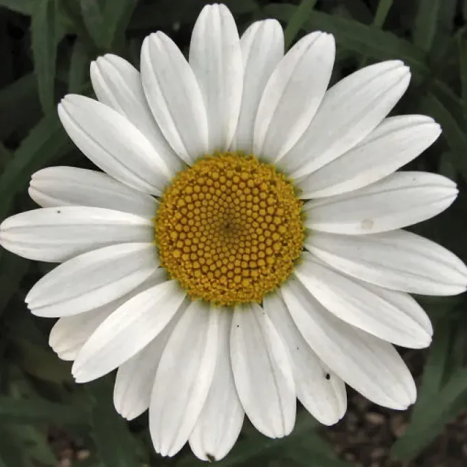 Burbank chrysanthemum