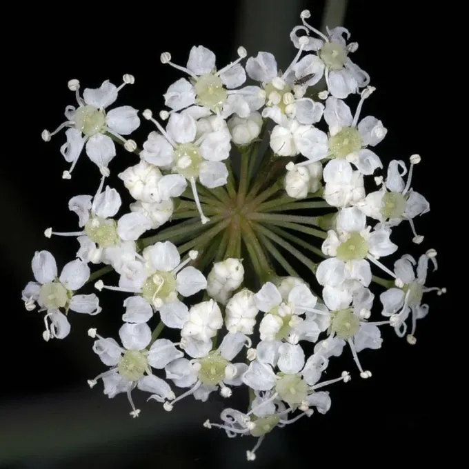 Douglas water hemlock