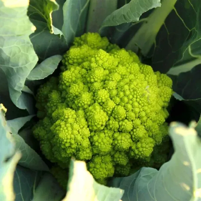 Romanesco