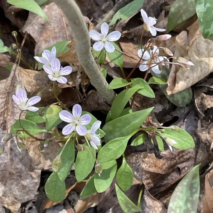 Claytonia caroliniana