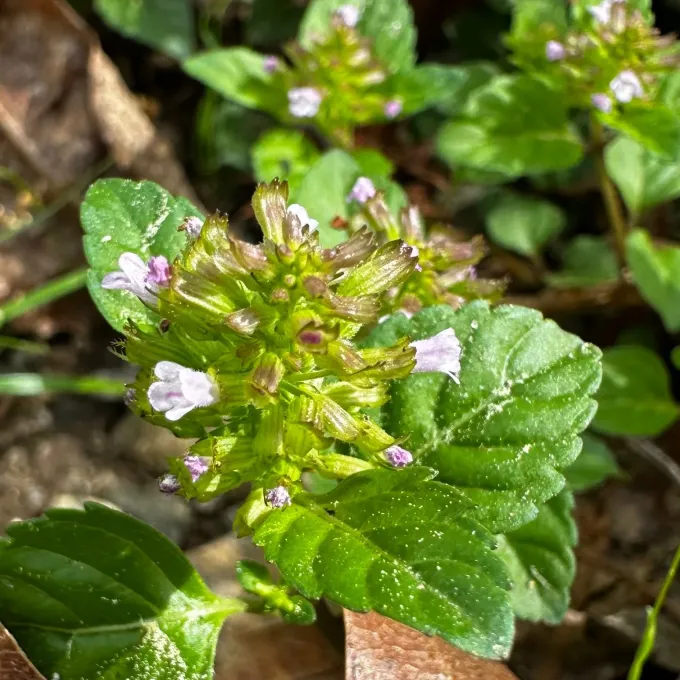 Clinopodium confine