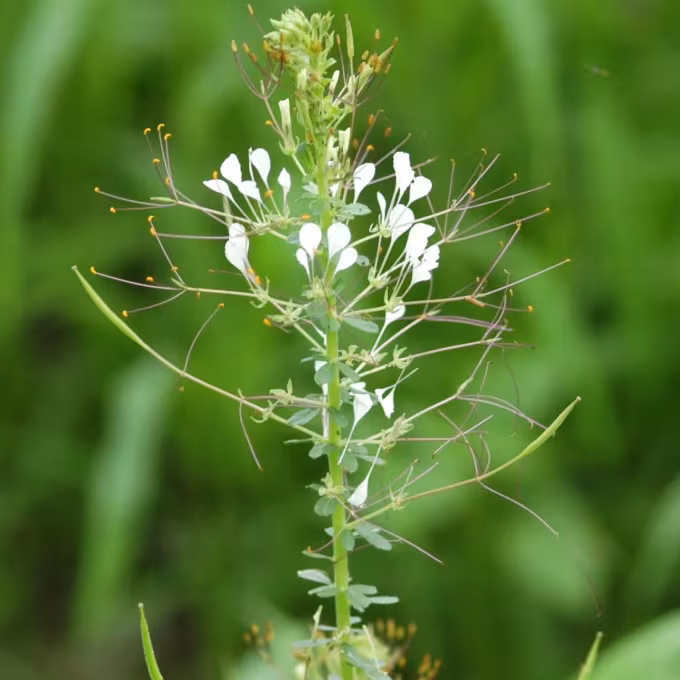 Cleome affinis