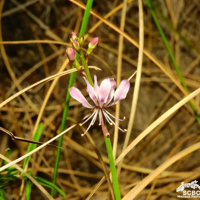 Large-leaf spider flower