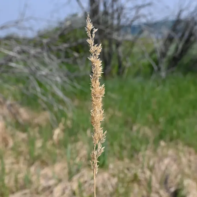 Slimstem reedgrass