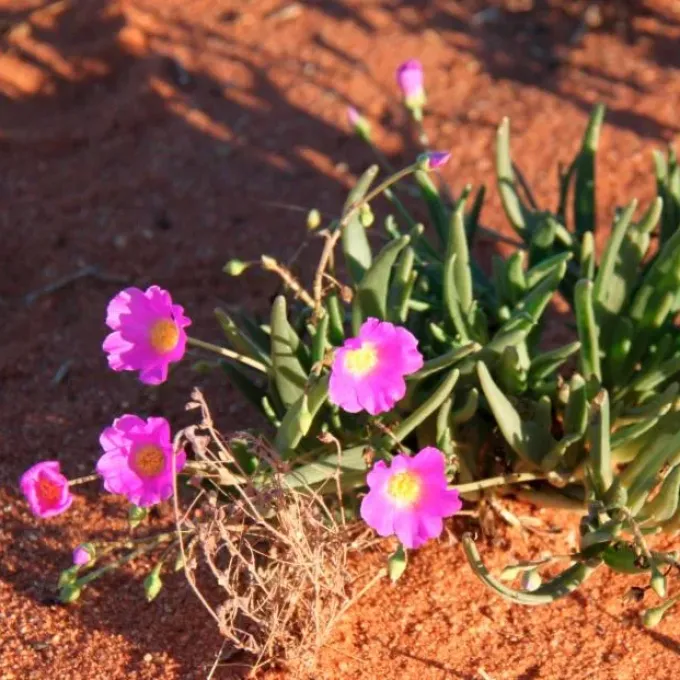 Calandrinia polyandra