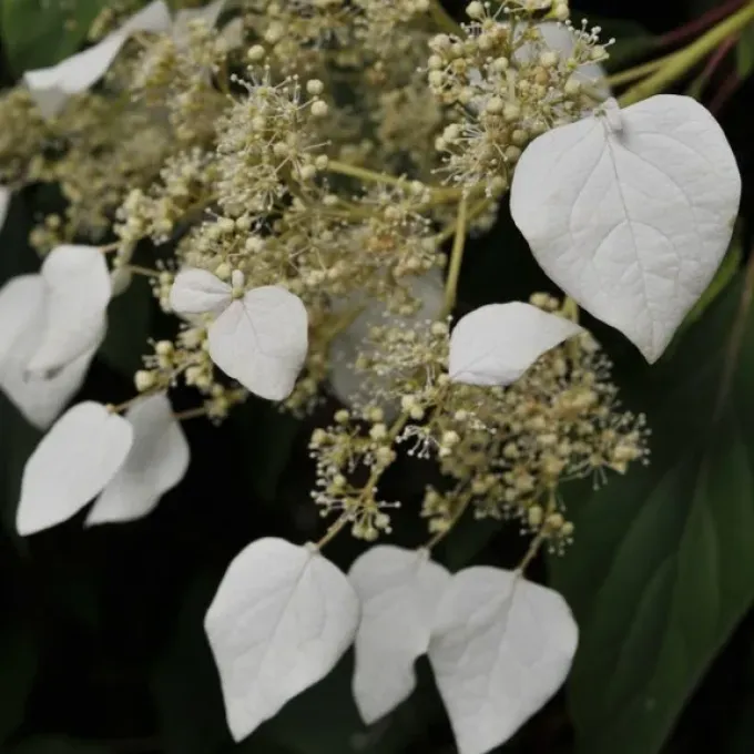 Clematoclethra integrifolia