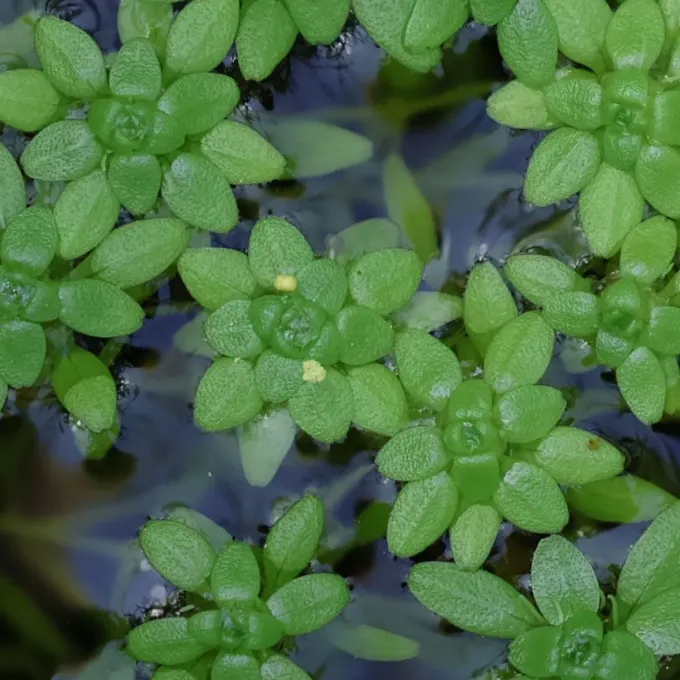 Water starwort