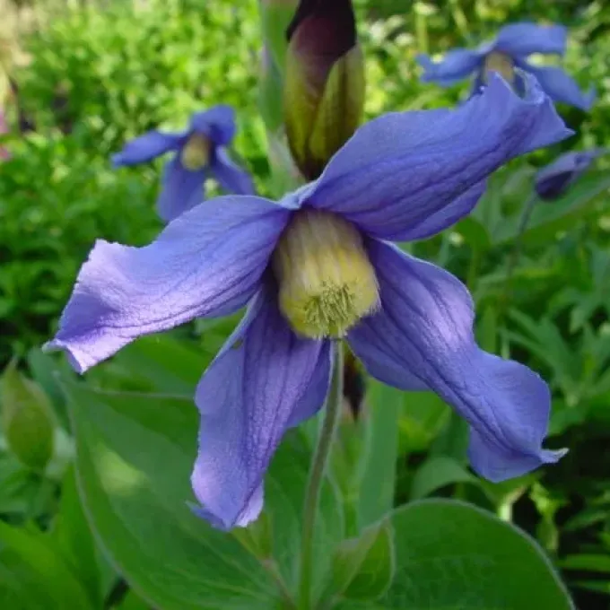 Clematis divaricata