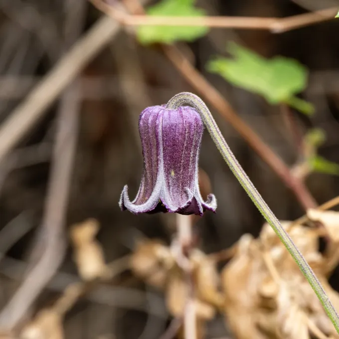 Pitcher's clematis