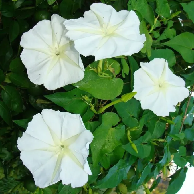 Moonflower