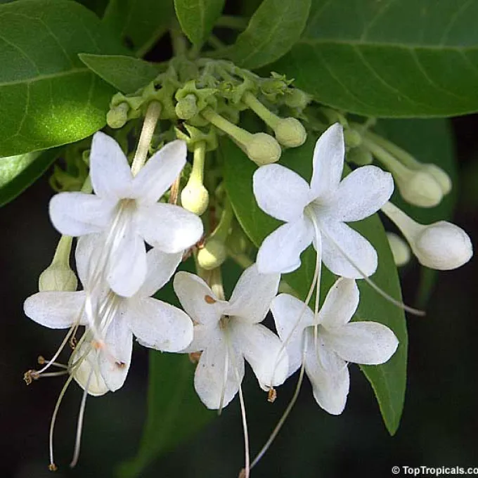Clerodendrum heterophyllum