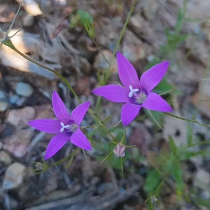 Lusitanian bellflower