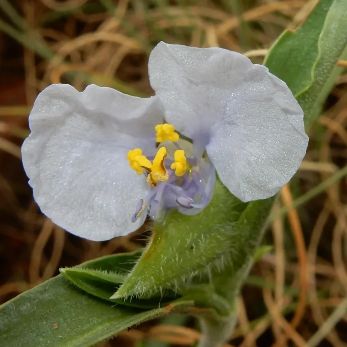 Commelina livingstonii