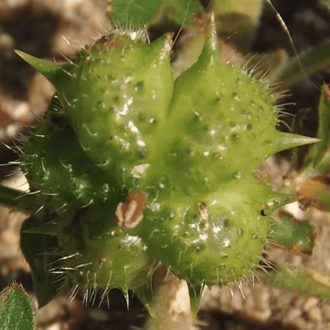 Calogyne pilosa